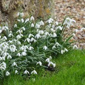 Common Snowdrop Bulbs - Galanthus nivalis 4